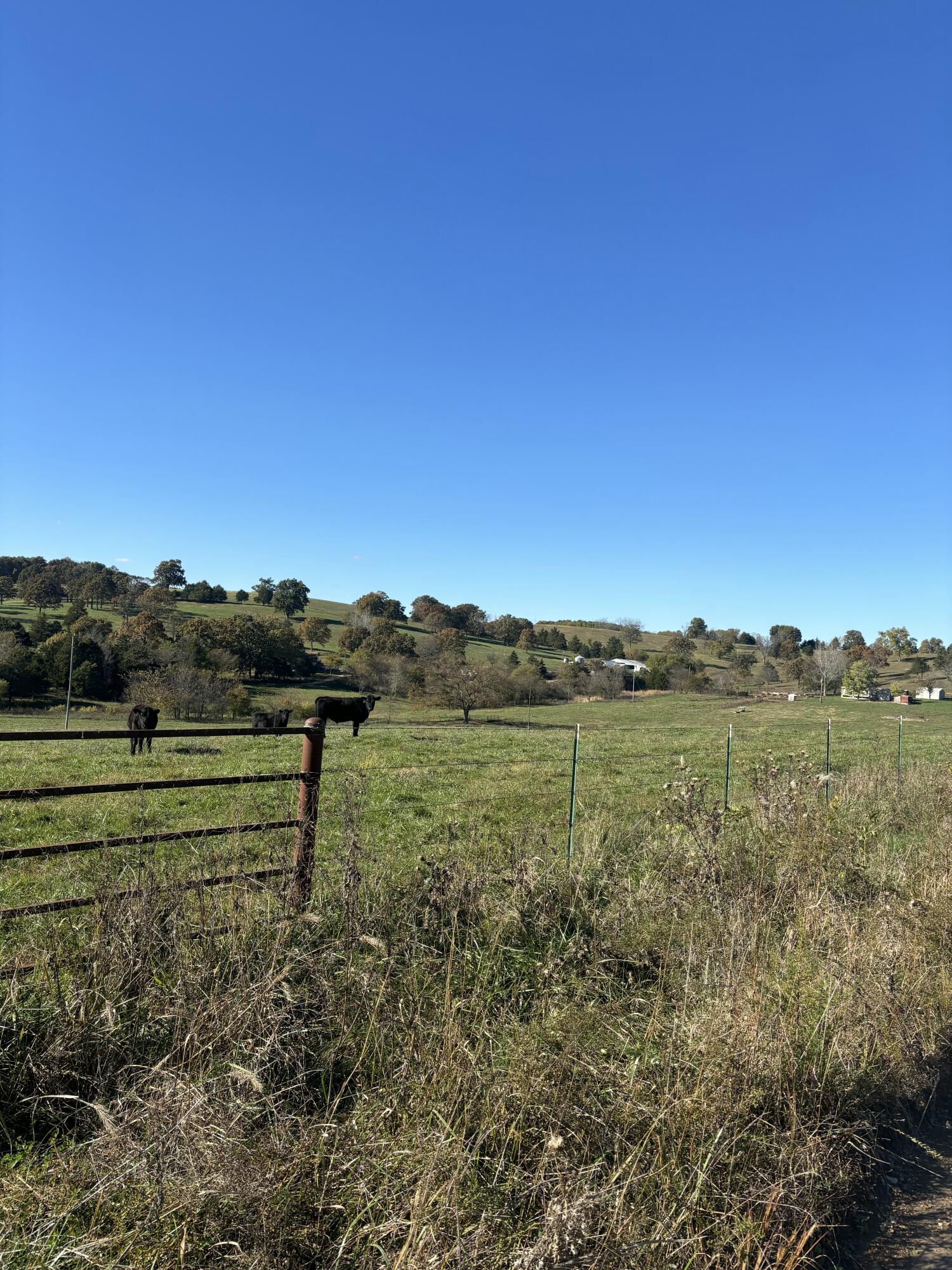 Photo 3 - Farm for sale – Hc 73  County Road 245   Drury, MO