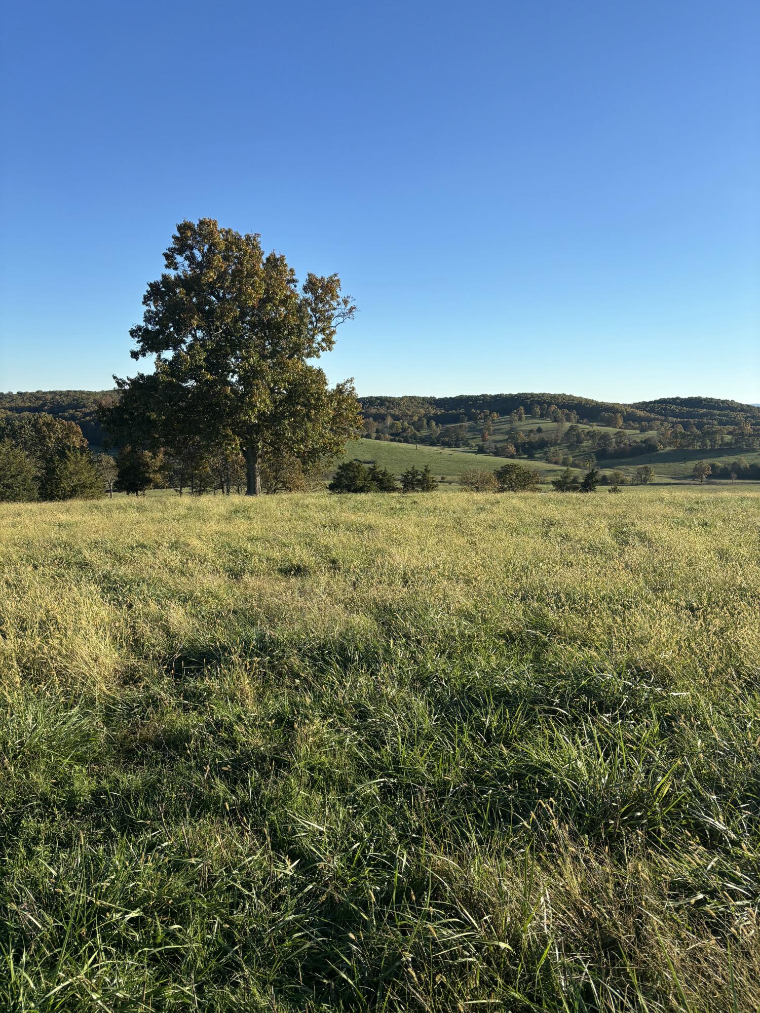 Photo 28 - Farm for sale – Hc 73  County Road 245   Drury, MO