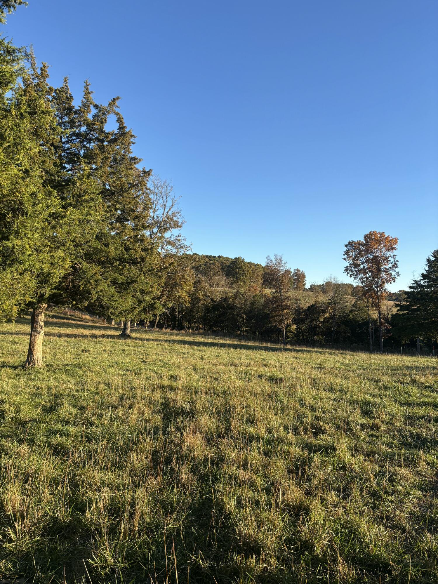 Photo 63 - Farm for sale – Hc 73  County Road 245   Drury, MO