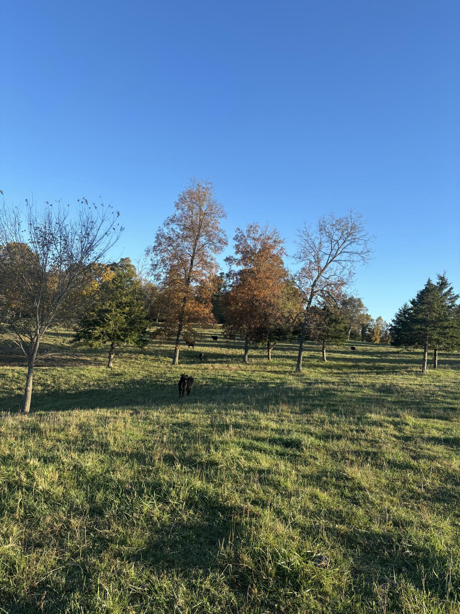 Photo 60 - Farm for sale – Hc 73  County Road 245   Drury, MO