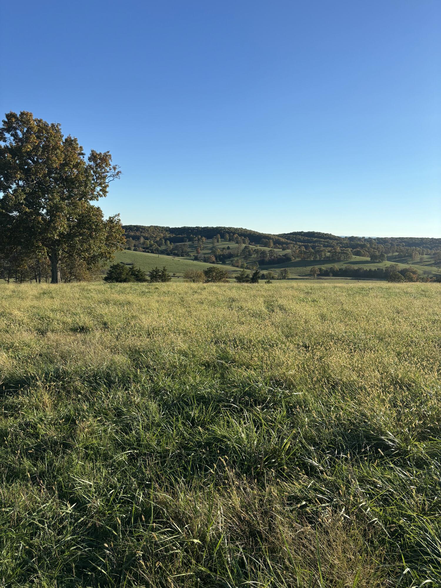 Photo 30 - Farm for sale – Hc 73  County Road 245   Drury, MO