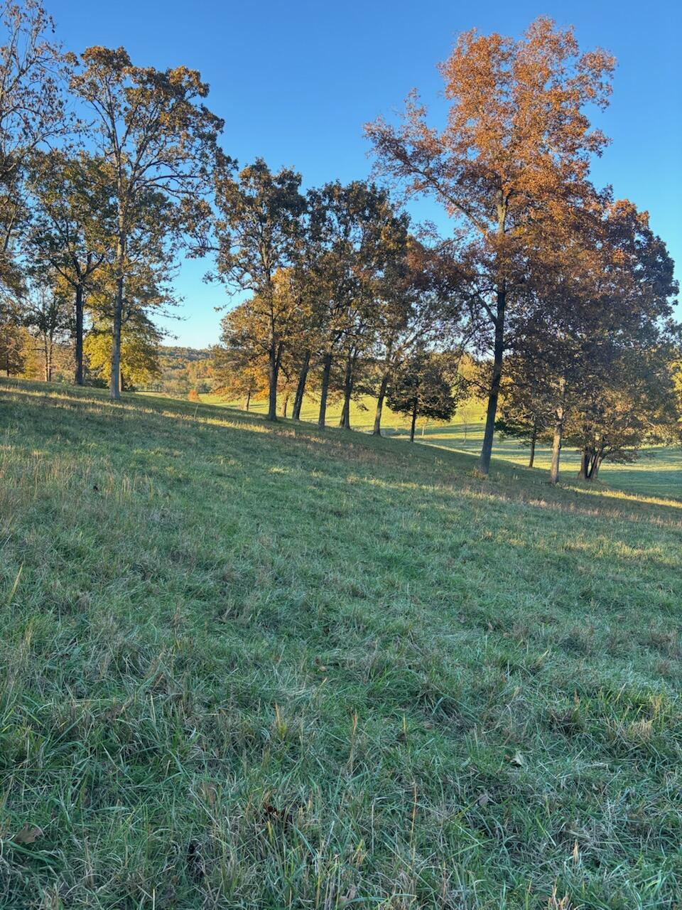 Photo 70 - Farm for sale – Hc 73  County Road 245   Drury, MO