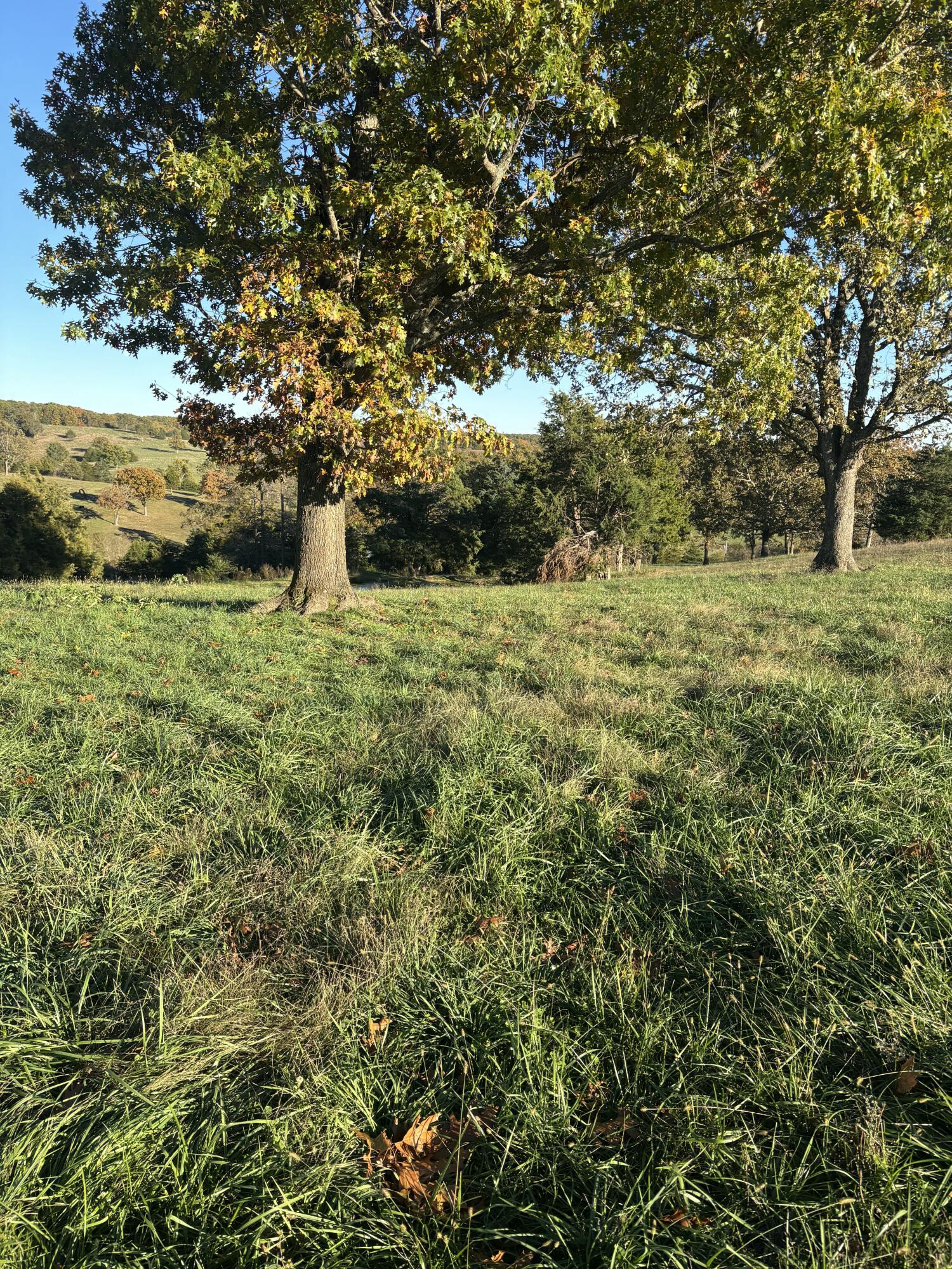 Photo 24 - Farm for sale – Hc 73  County Road 245   Drury, MO