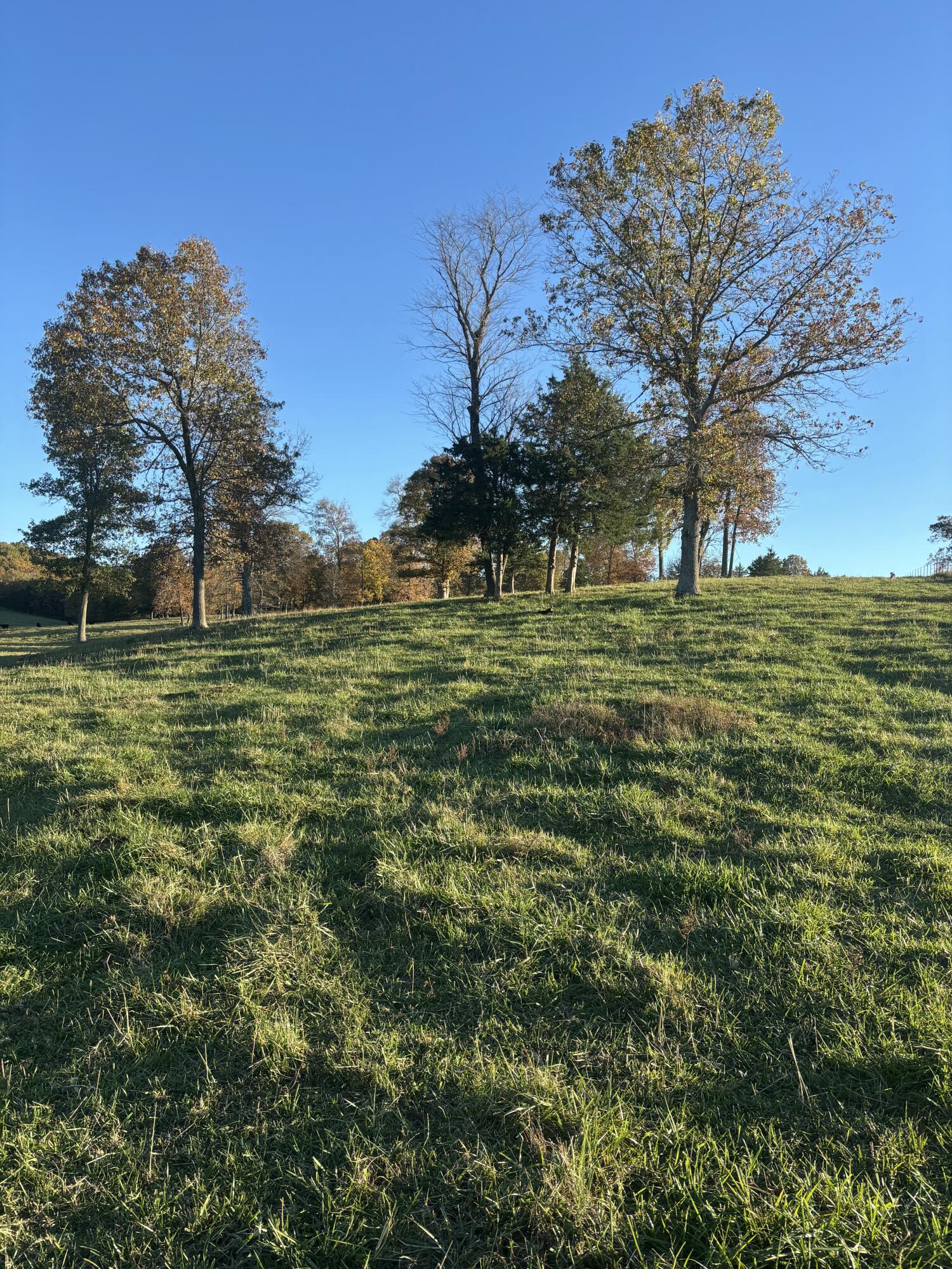 Photo 58 - Farm for sale – Hc 73  County Road 245   Drury, MO
