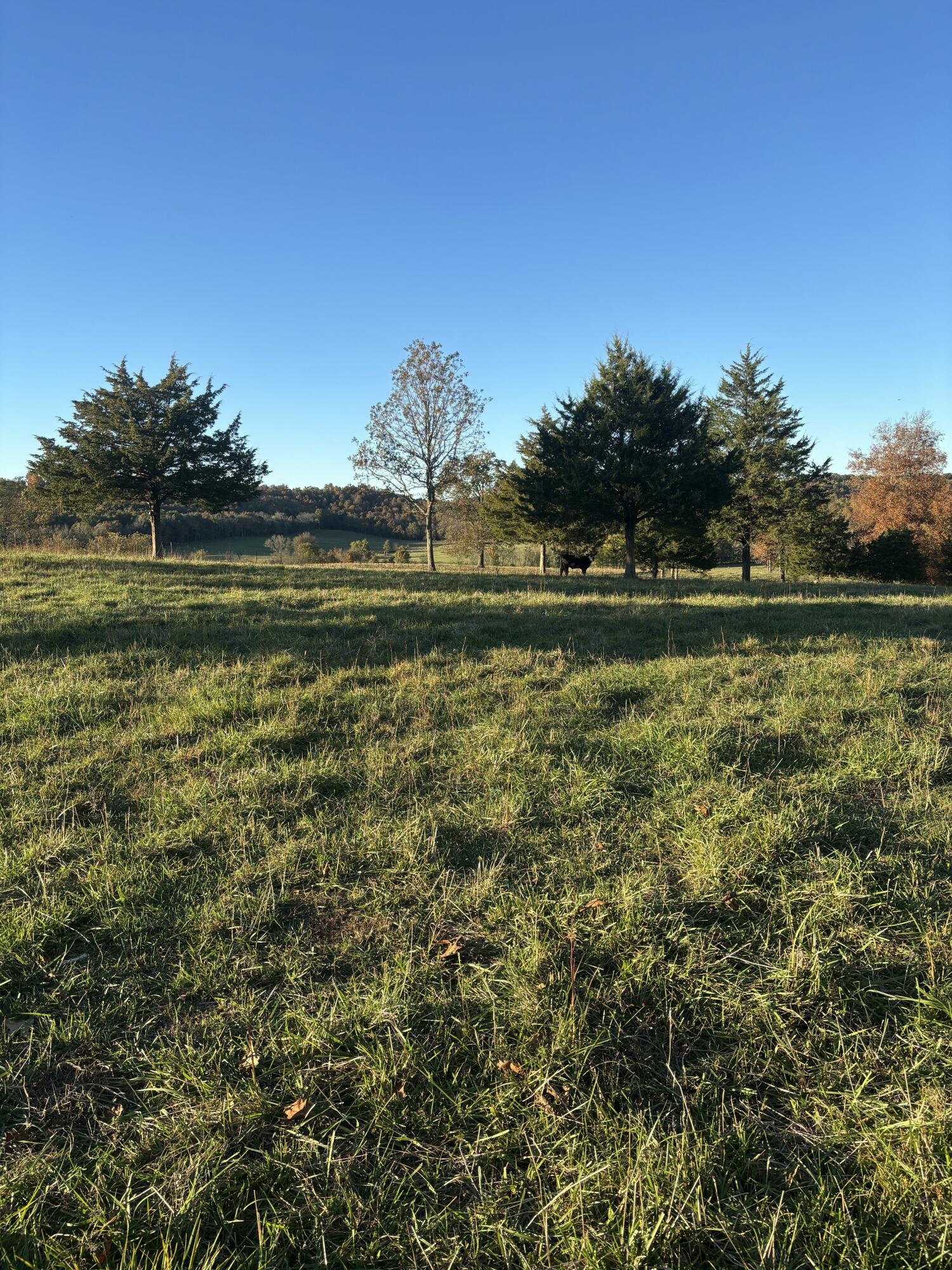 Photo 64 - Farm for sale – Hc 73  County Road 245   Drury, MO