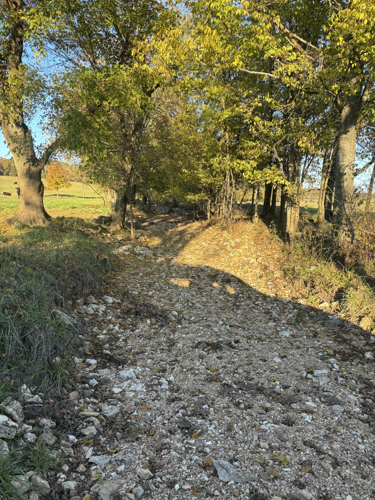 Photo 43 - Farm for sale – Hc 73  County Road 245   Drury, MO