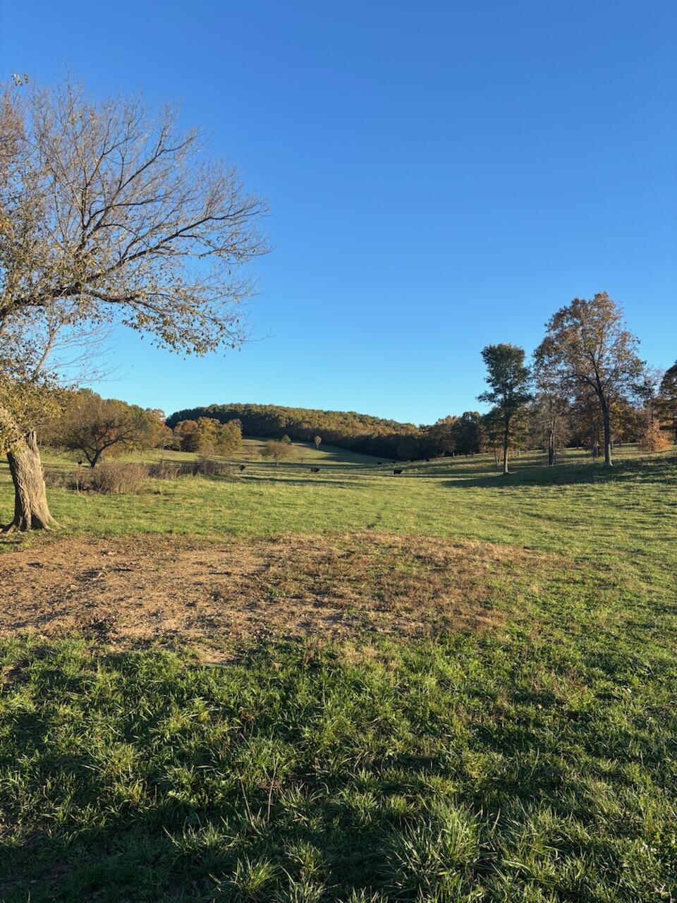 Photo 54 - Farm for sale – Hc 73  County Road 245   Drury, MO