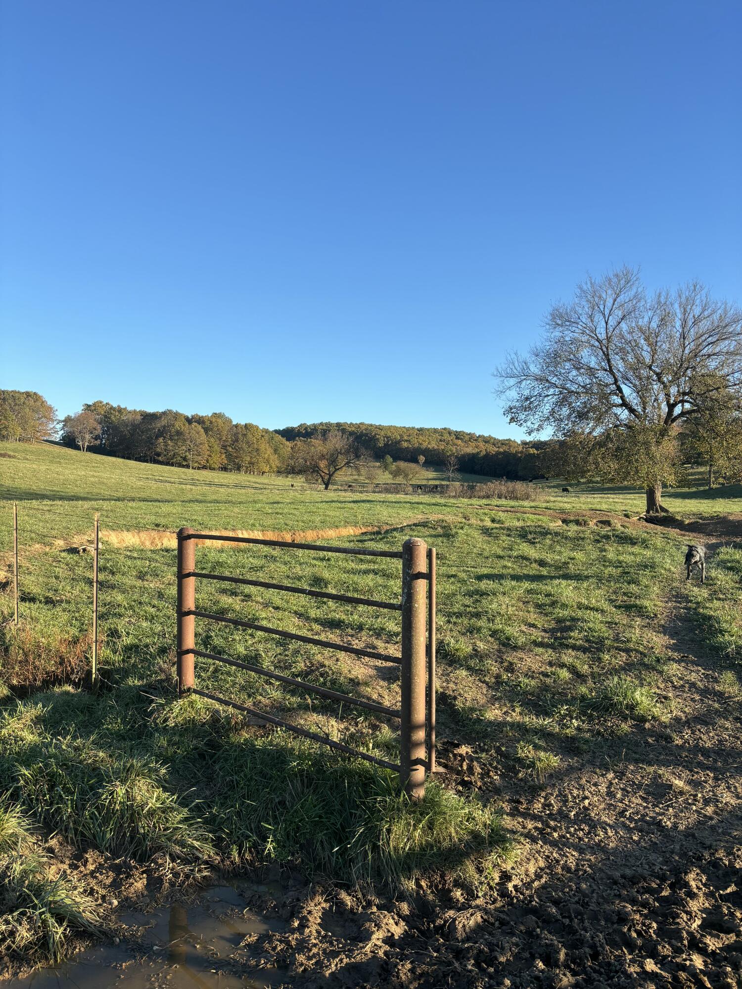 Photo 49 - Farm for sale – Hc 73  County Road 245   Drury, MO