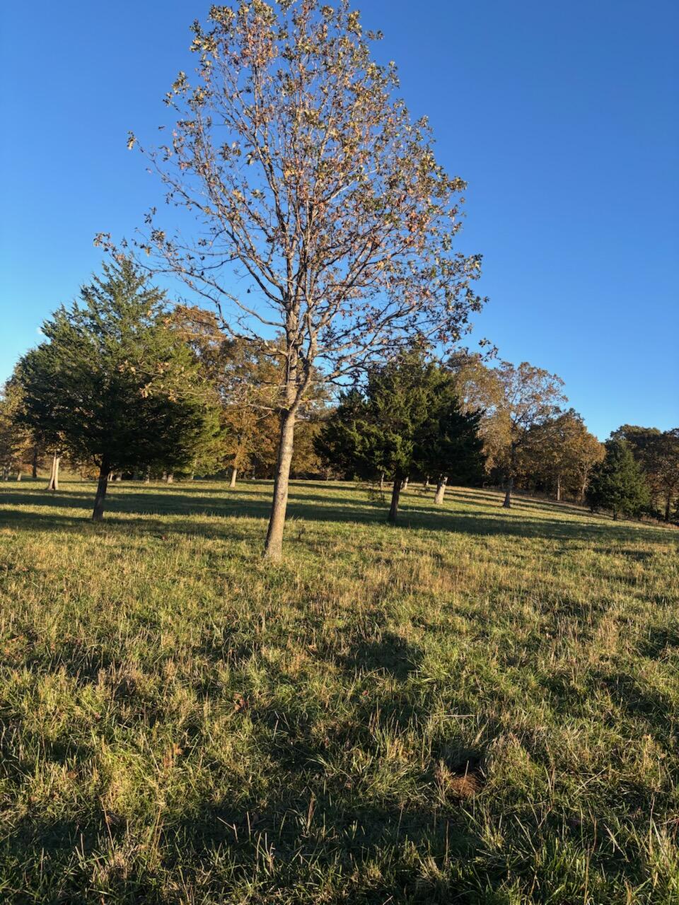 Photo 62 - Farm for sale – Hc 73  County Road 245   Drury, MO