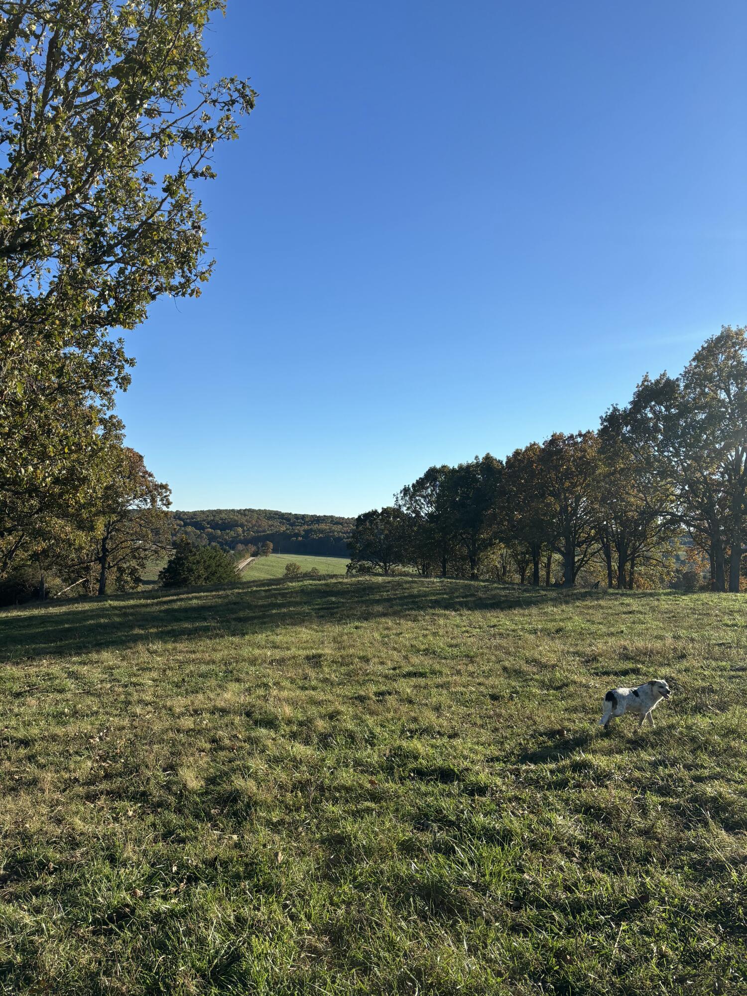 Photo 18 - Farm for sale – Hc 73  County Road 245   Drury, MO