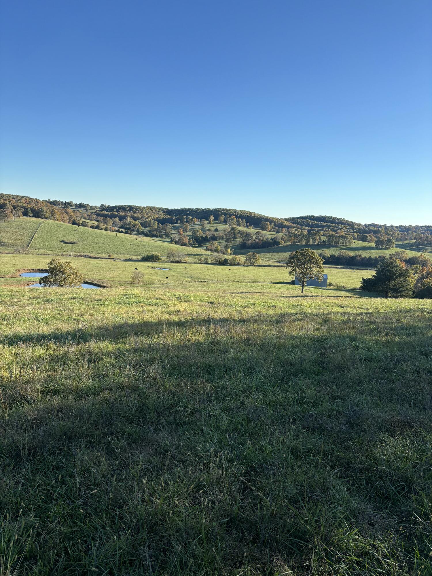 Photo 32 - Farm for sale – Hc 73  County Road 245   Drury, MO