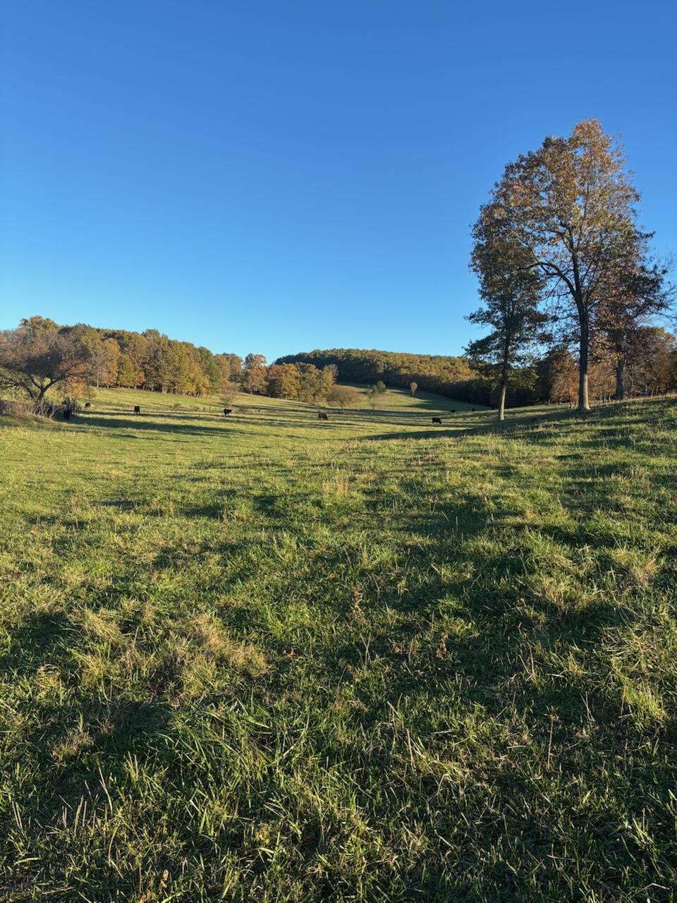 Photo 56 - Farm for sale – Hc 73  County Road 245   Drury, MO