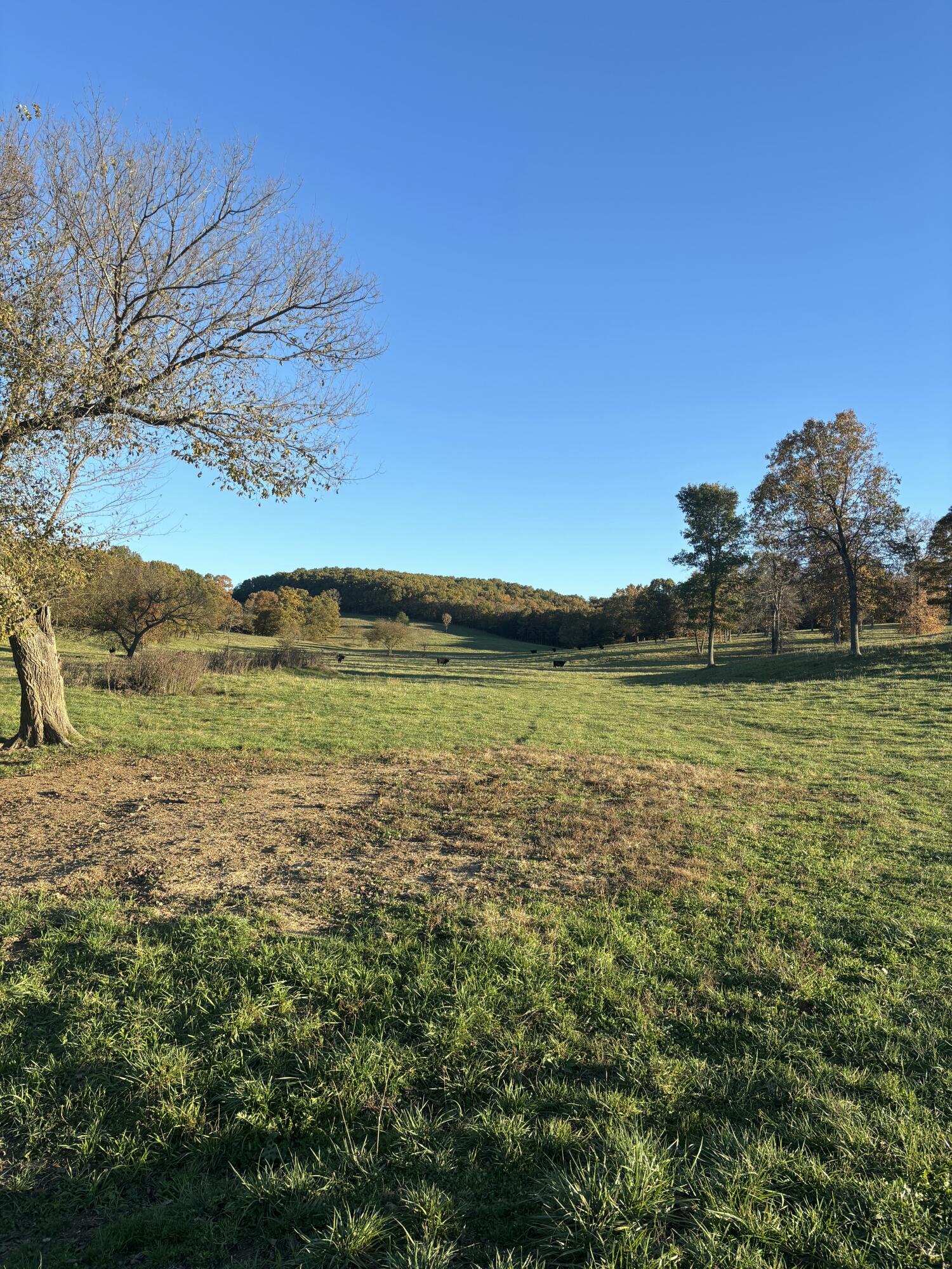 Photo 53 - Farm for sale – Hc 73  County Road 245   Drury, MO