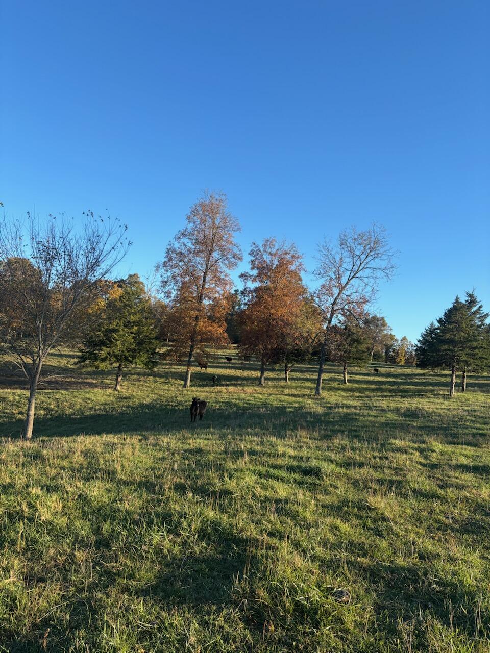 Photo 61 - Farm for sale – Hc 73  County Road 245   Drury, MO