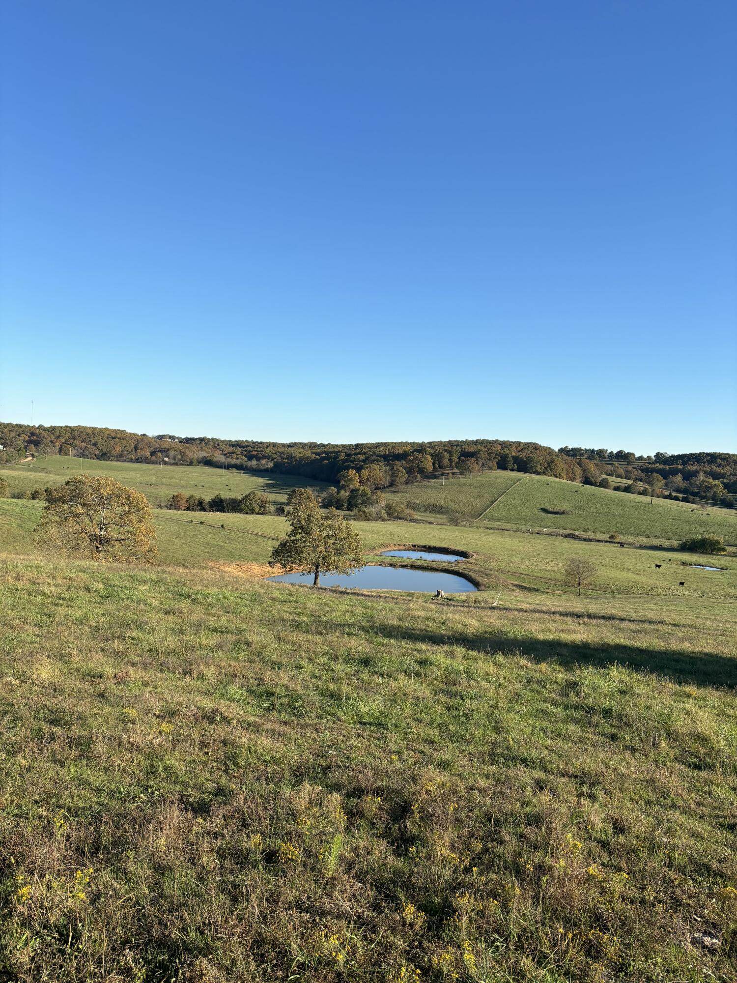 Photo 33 - Farm for sale – Hc 73  County Road 245   Drury, MO
