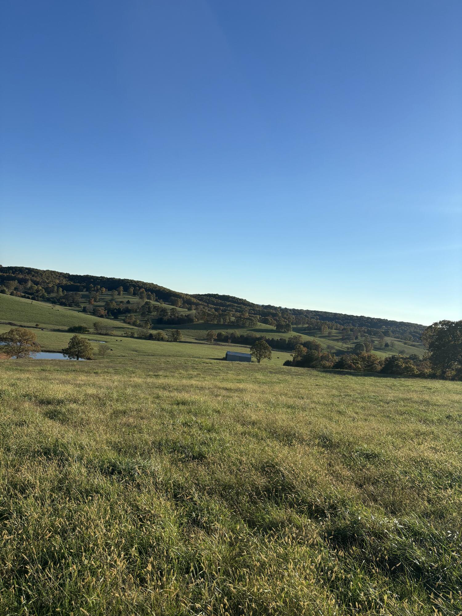 Photo 31 - Farm for sale – Hc 73  County Road 245   Drury, MO