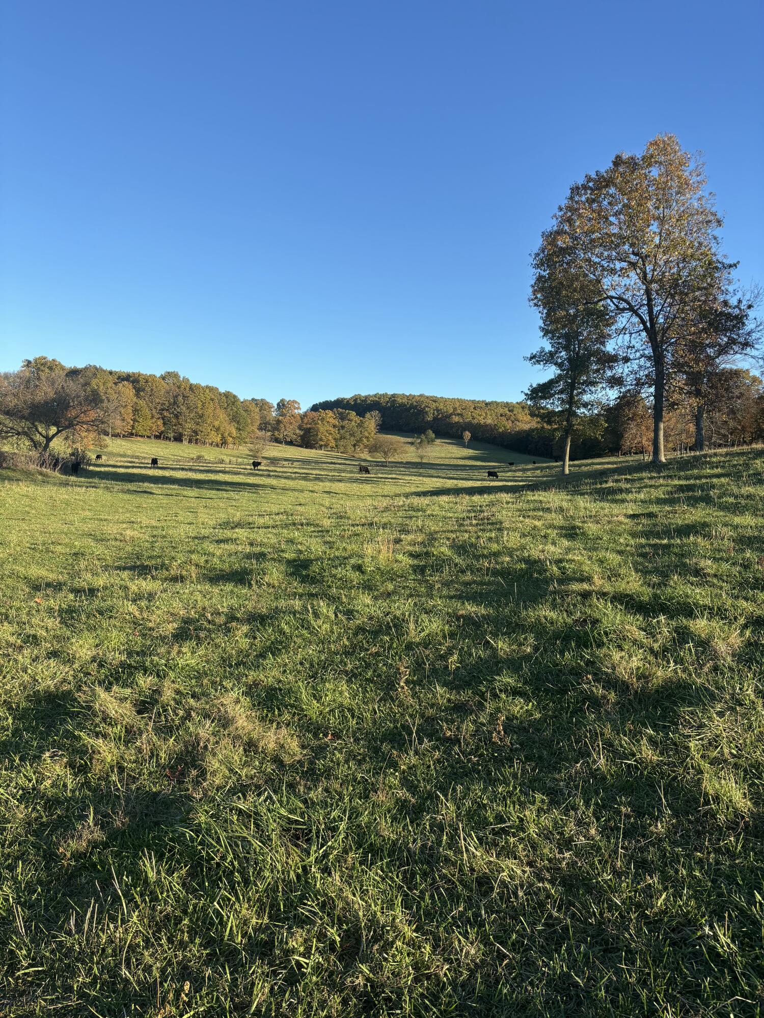 Photo 55 - Farm for sale – Hc 73  County Road 245   Drury, MO