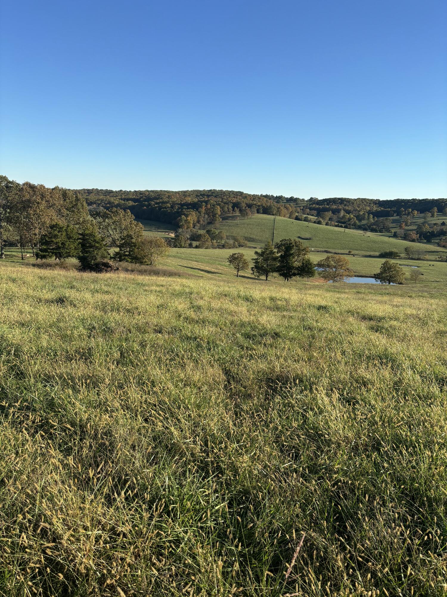 Photo 27 - Farm for sale – Hc 73  County Road 245   Drury, MO