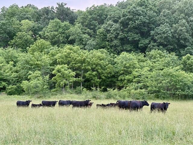 Photo 65 - Farm for sale – 10790  Z Highway   Falcon, MO