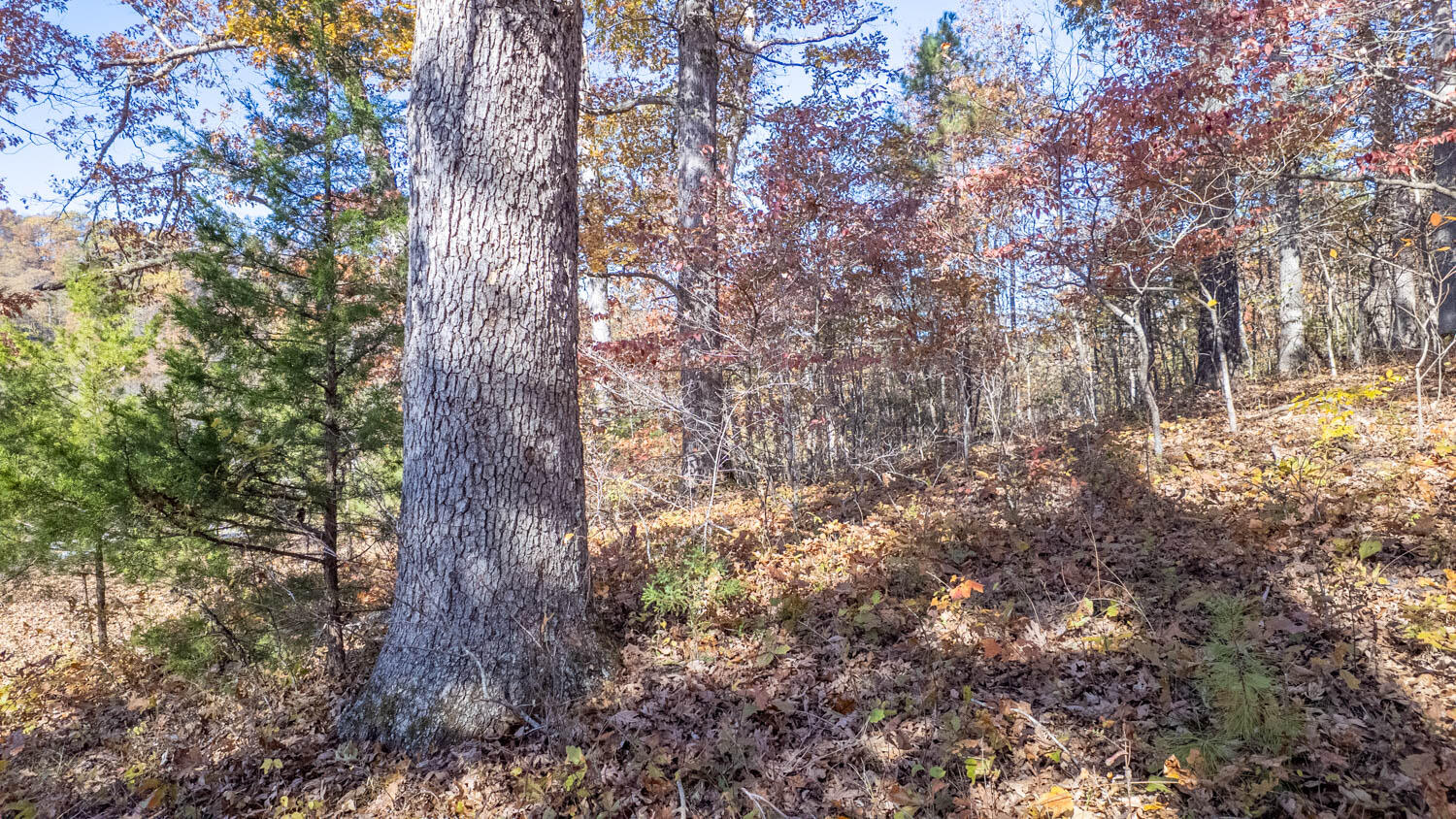 Photo 21 - Land for sale – 000  State Highway 14-181   Dora, MO
