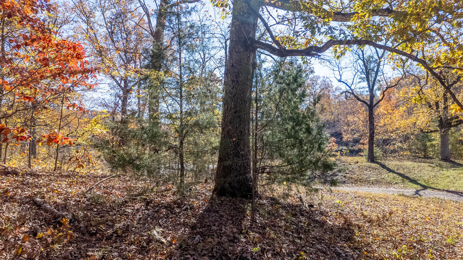 Photo 18 - Land for sale – 000  State Highway 14-181   Dora, MO