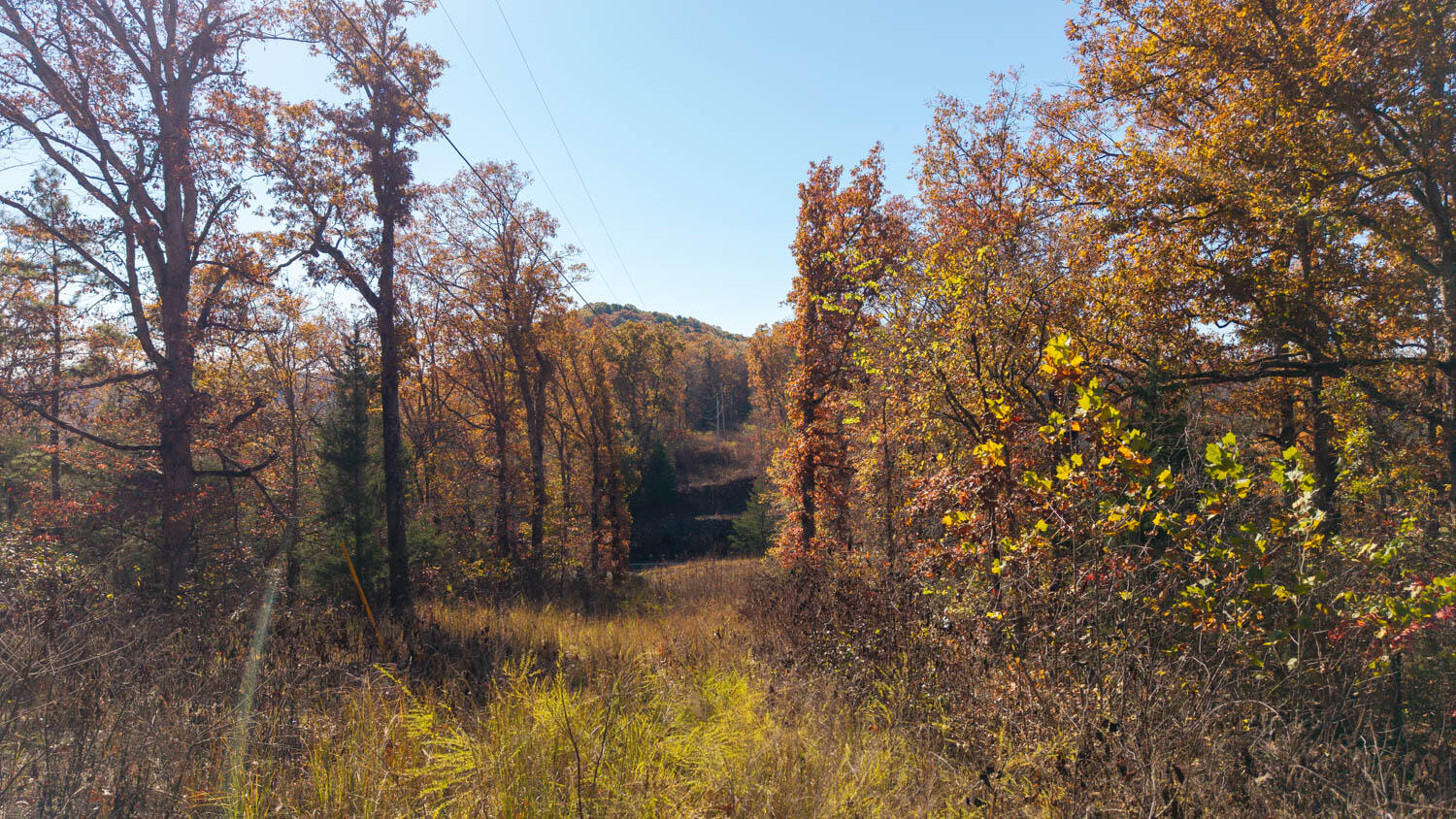 Photo 7 - Land for sale – 000  State Highway 14-181   Dora, MO