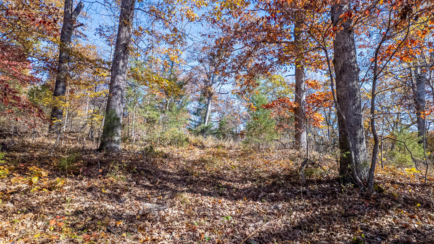 Photo 19 - Land for sale – 000  State Highway 14-181   Dora, MO