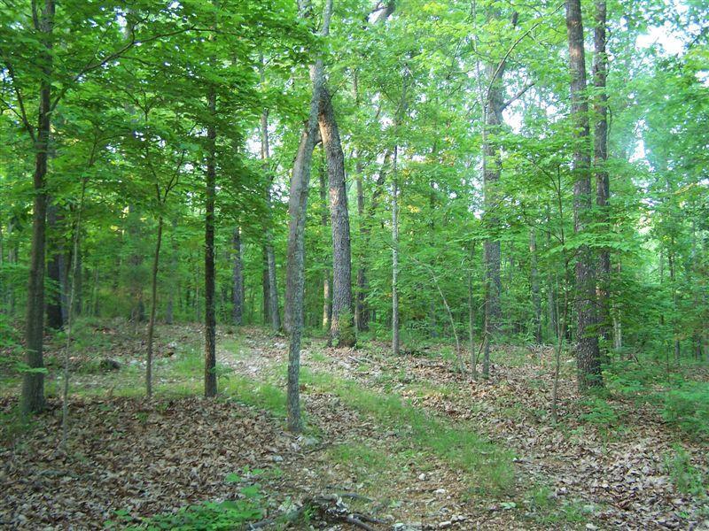 Photo 2 - Land for sale – 000  County Road 830   Thornfield, MO