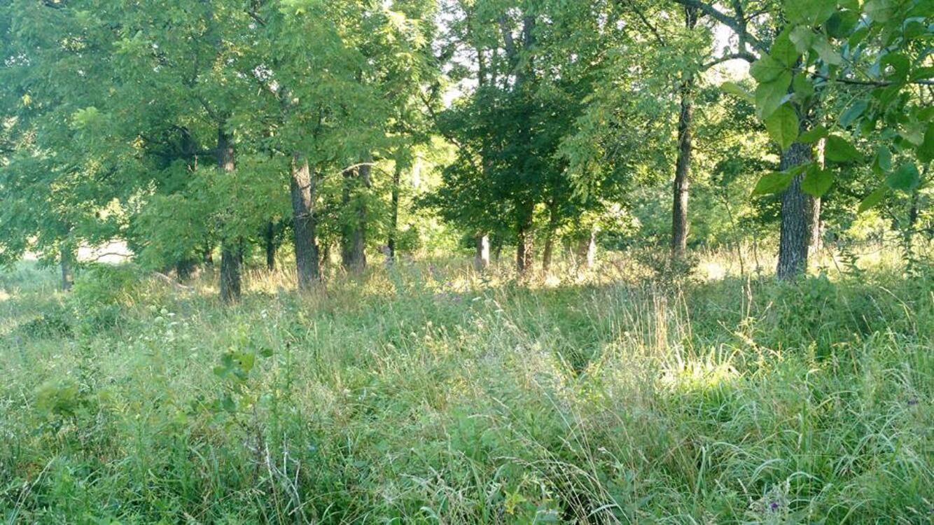 Photo 7 - Land for sale – 000  County Road 830   Thornfield, MO