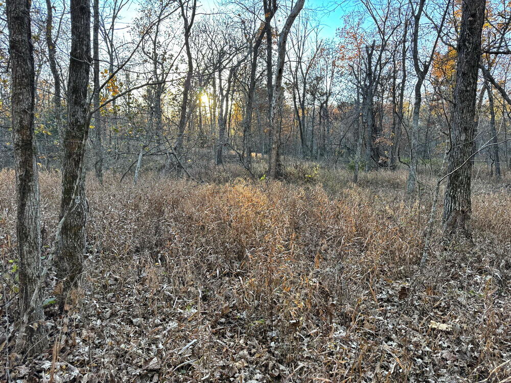 Photo 21 - Land for sale – Tbd S 525 Road  El Dorado Springs, MO