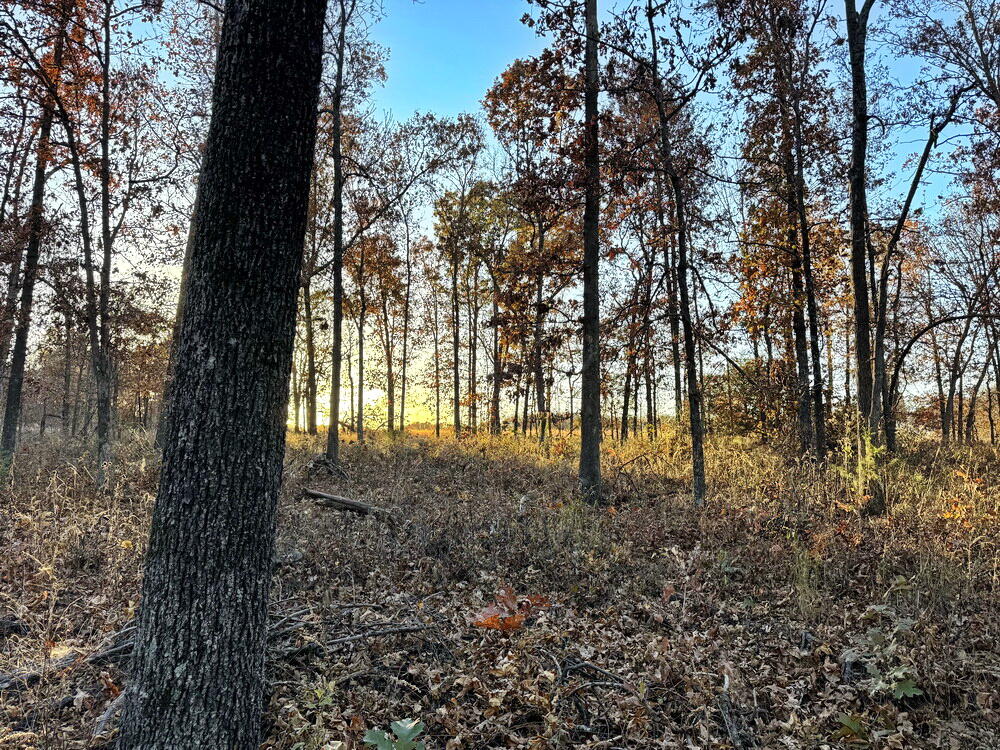 Photo 24 - Land for sale – Tbd S 525 Road  El Dorado Springs, MO