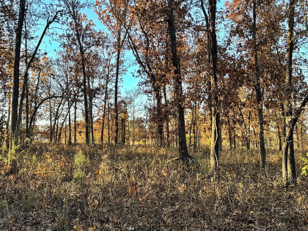 Photo 25 - Land for sale – Tbd S 525 Road  El Dorado Springs, MO