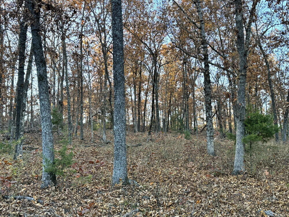 Photo 17 - Land for sale – Tbd S 525 Road  El Dorado Springs, MO