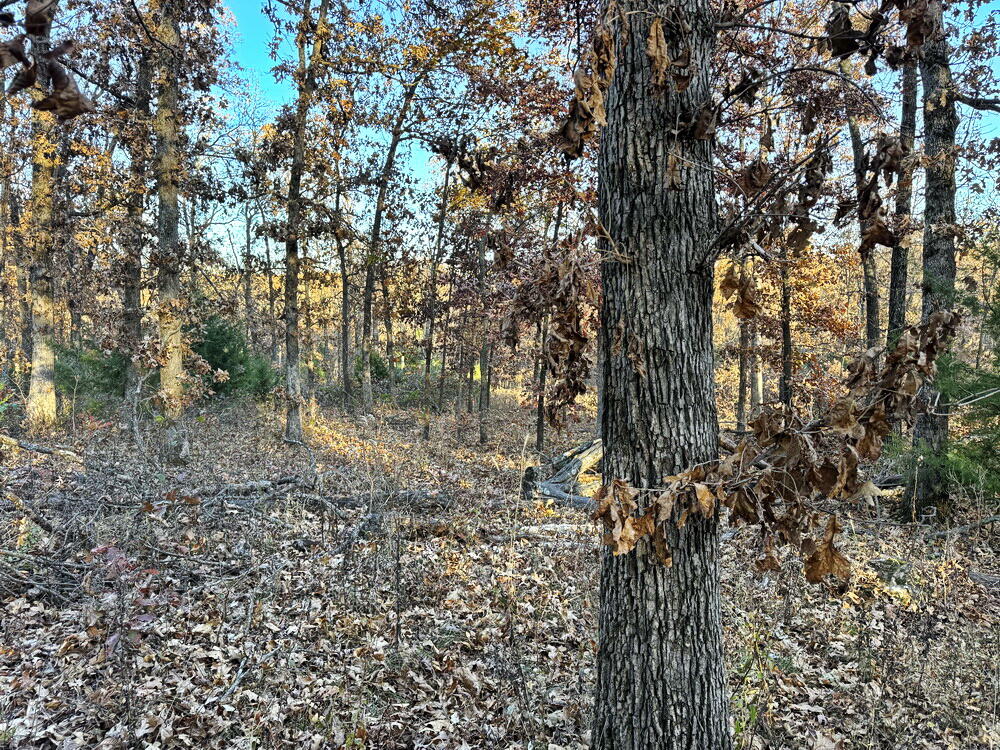 Photo 13 - Land for sale – Tbd S 525 Road  El Dorado Springs, MO