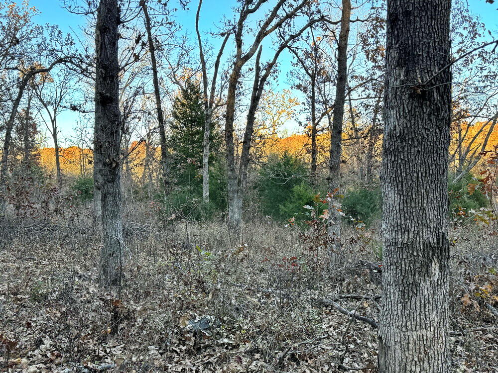 Photo 18 - Land for sale – Tbd S 525 Road  El Dorado Springs, MO
