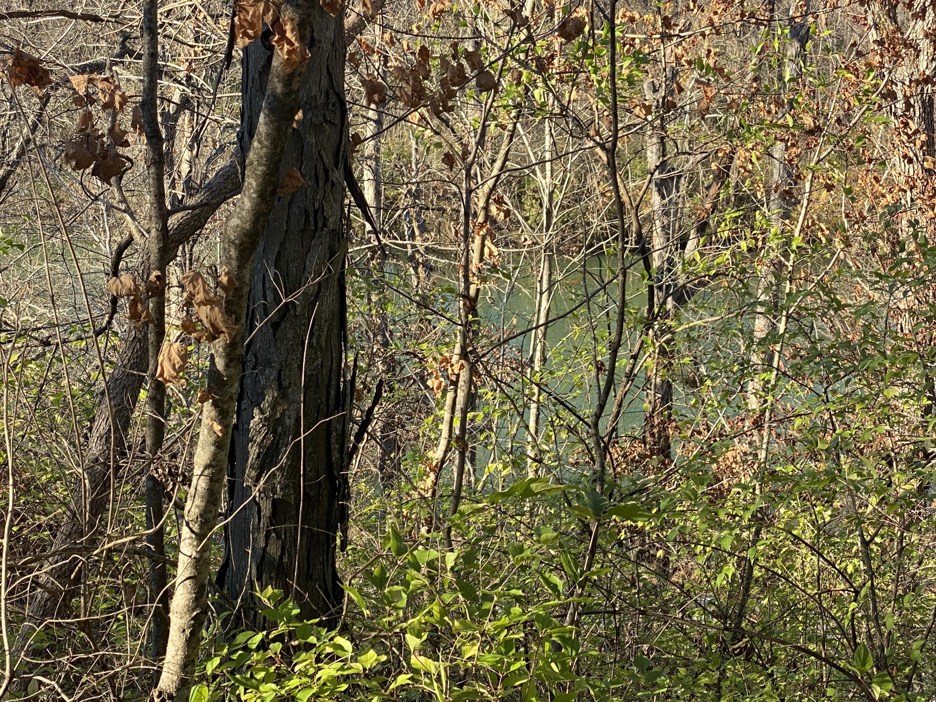 Photo 7 - Land for sale – 0 E Redbud Street  Springfield, MO