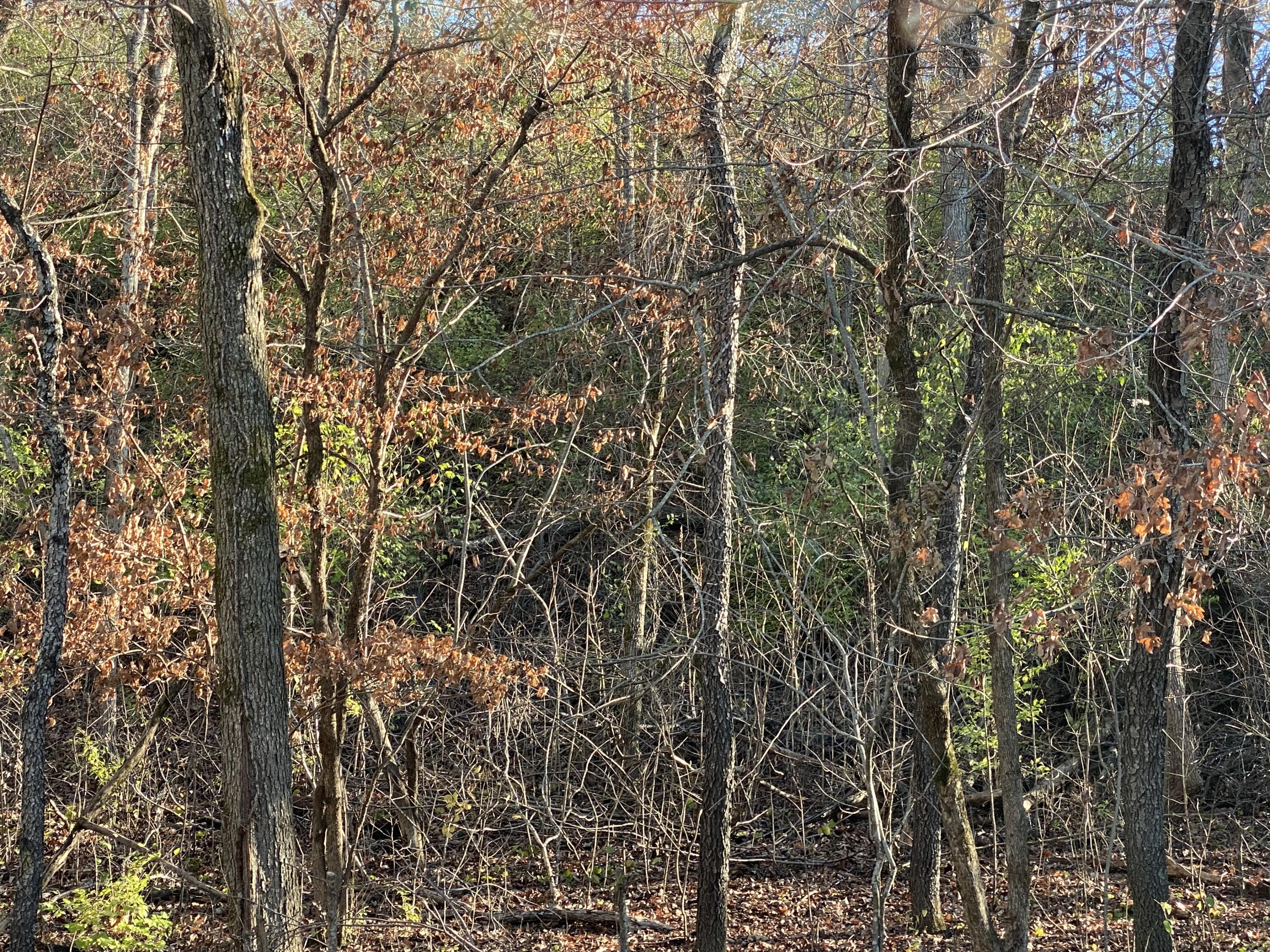 Photo 2 - Land for sale – 0 E Redbud Street  Springfield, MO