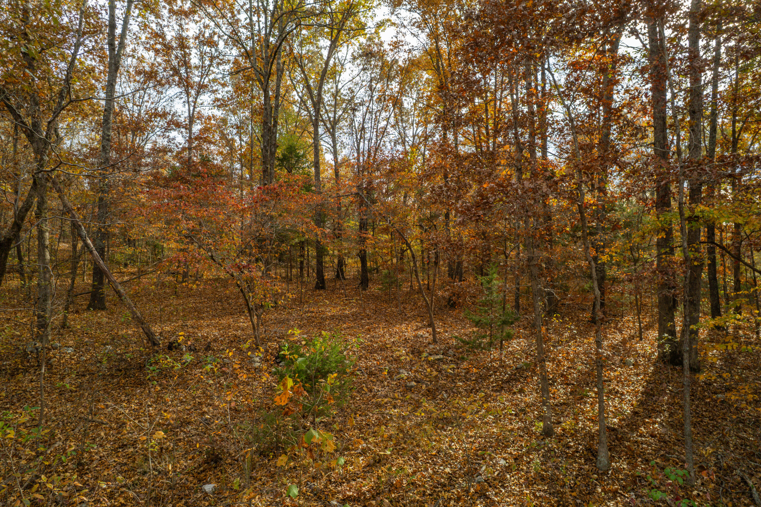 Photo 9 - Land for sale – Lot 28  County Road 555 C   Tecumseh, MO
