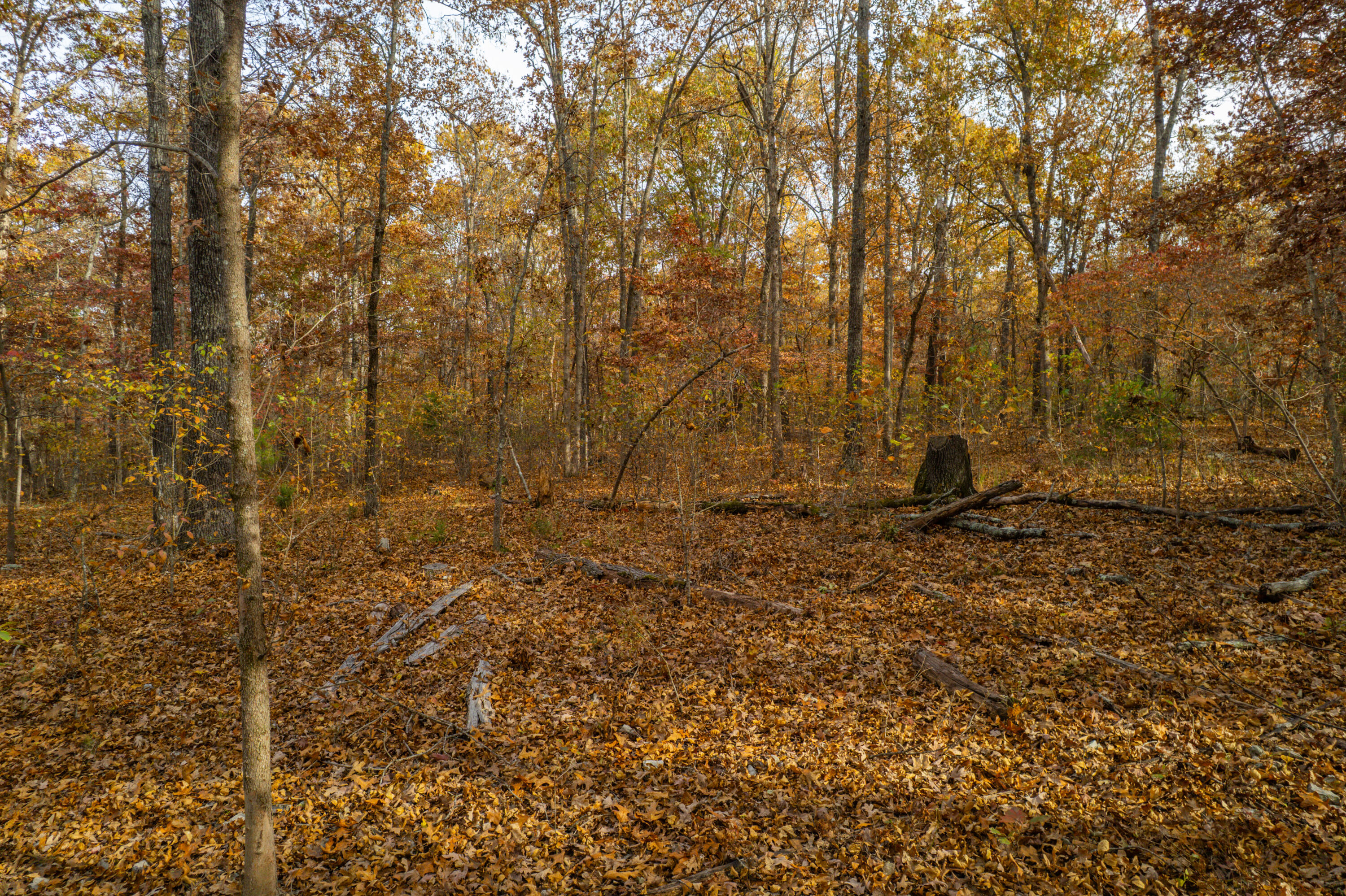 Photo 8 - Land for sale – Lot 28  County Road 555 C   Tecumseh, MO