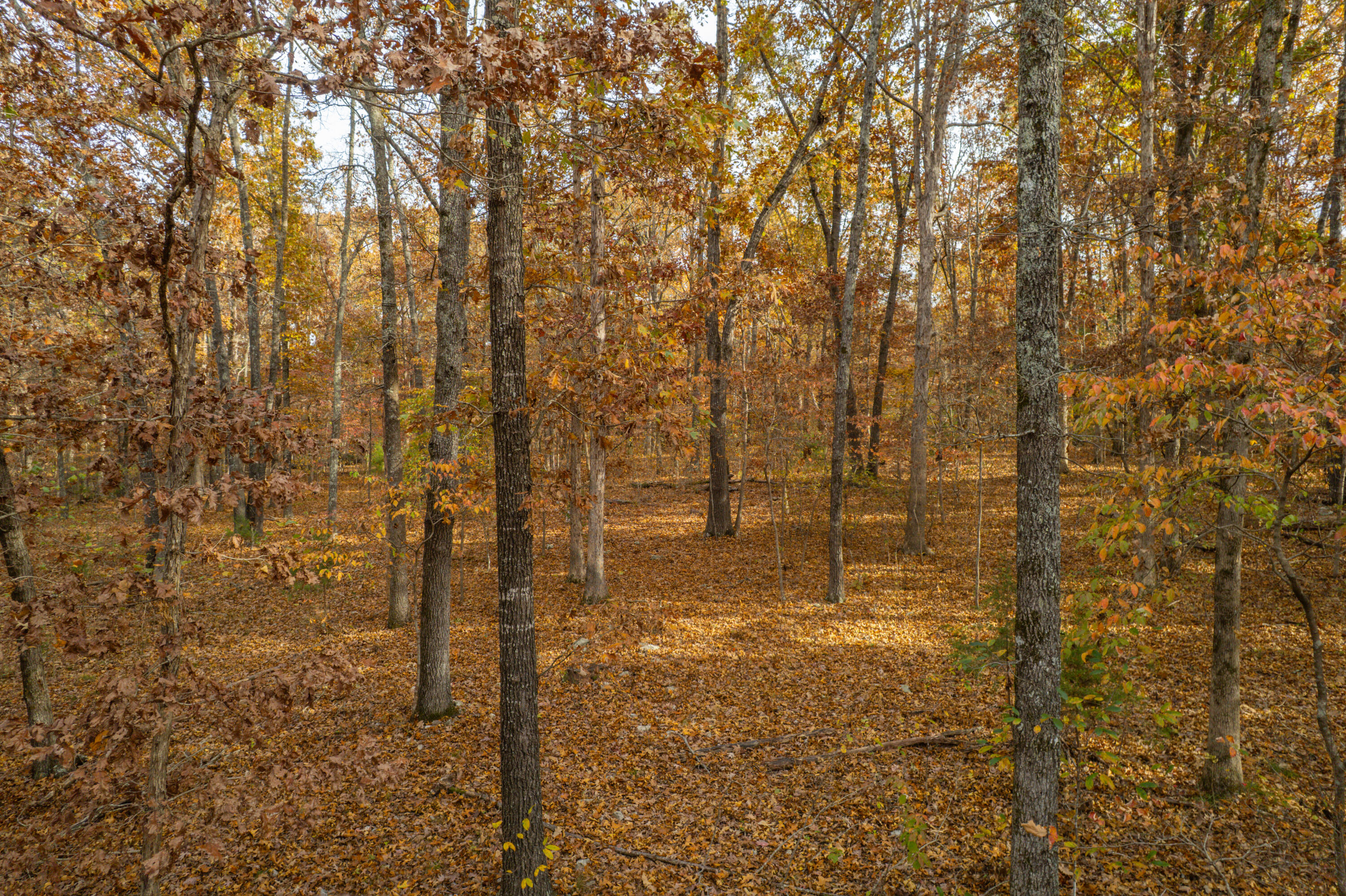 Photo 6 - Land for sale – Lot 28  County Road 555 C   Tecumseh, MO