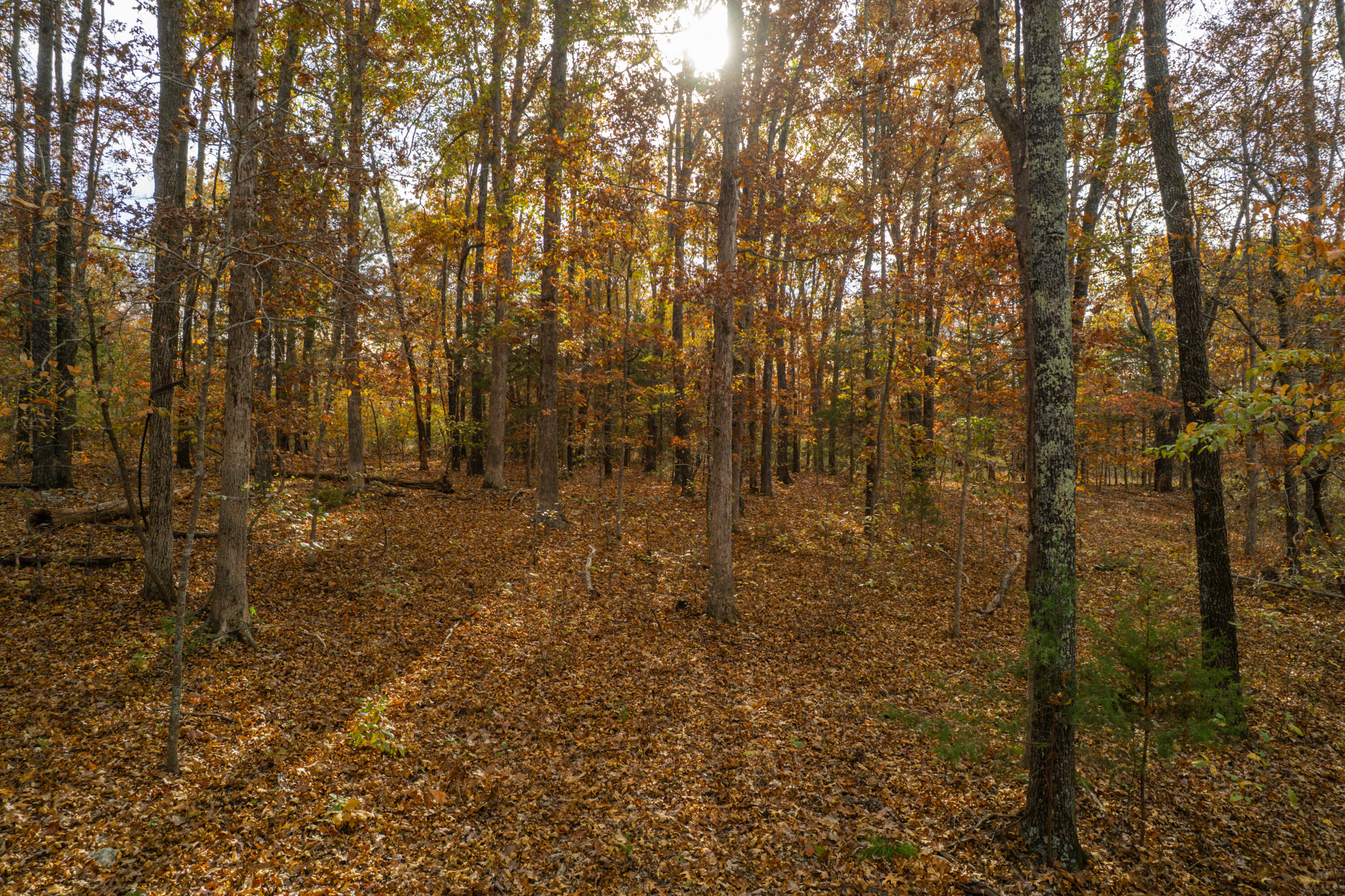 Photo 7 - Land for sale – Lot 28  County Road 555 C   Tecumseh, MO