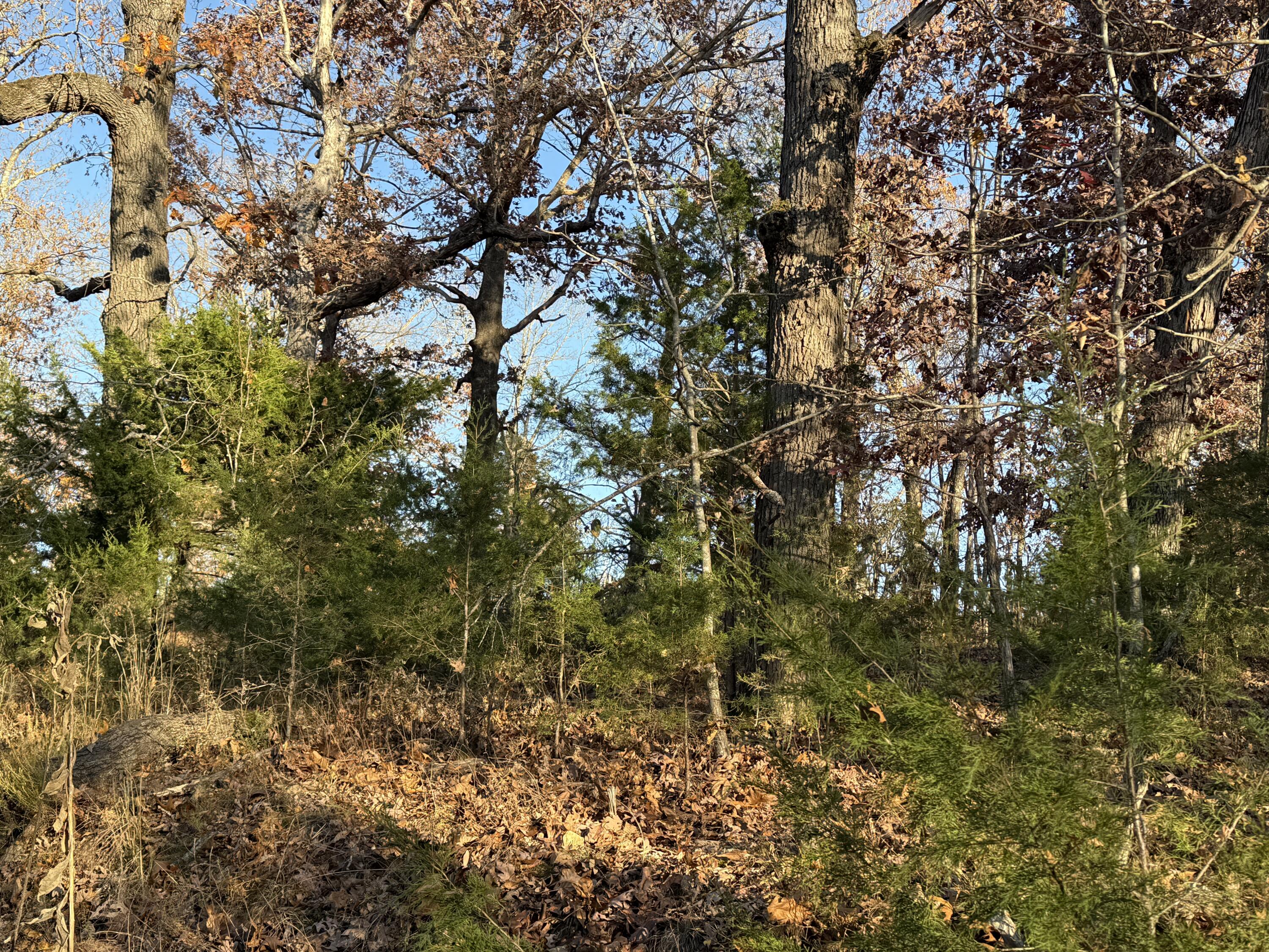 Photo 2 - Land for sale – 000  County Road 871   Thornfield, MO