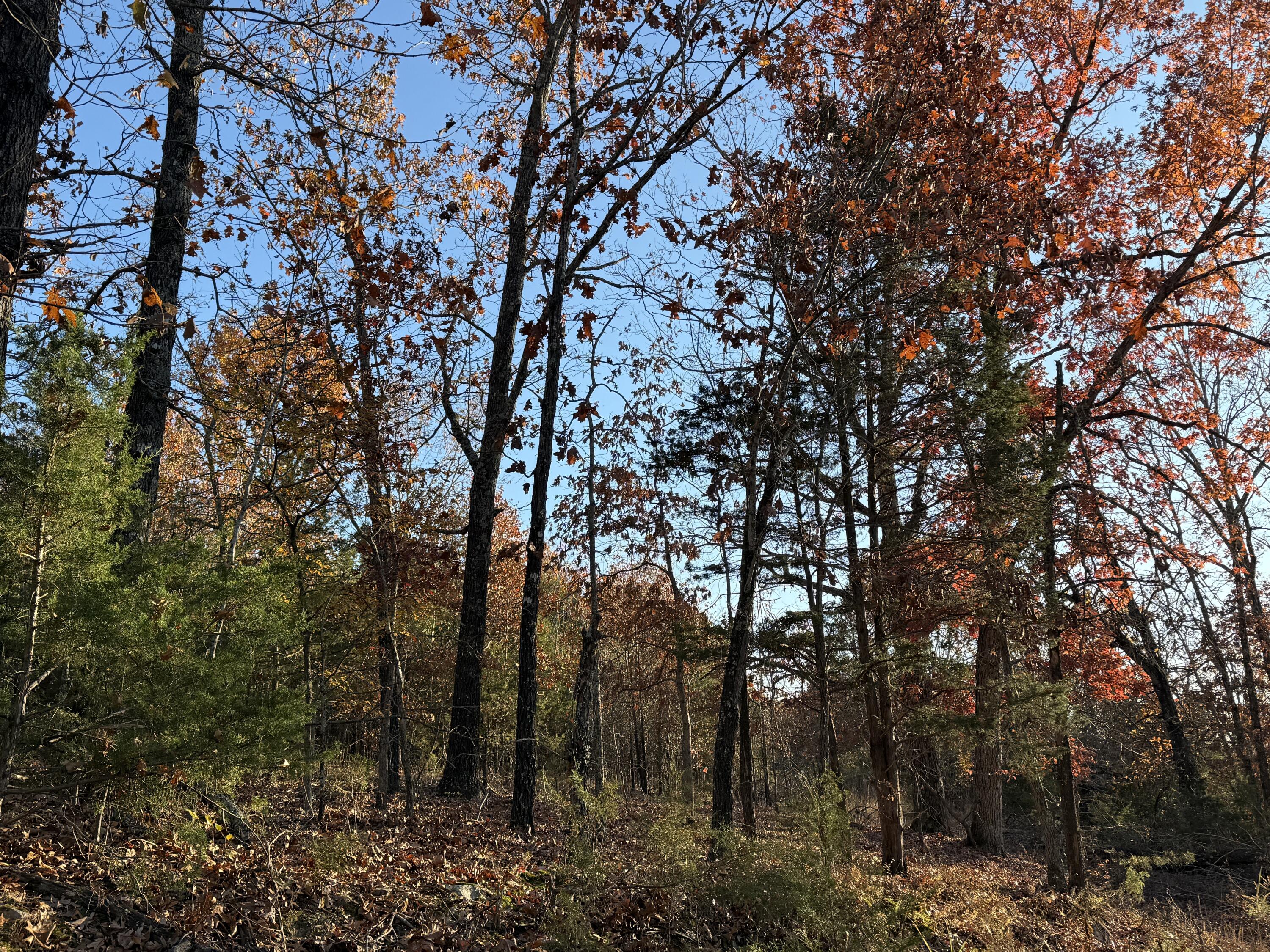 Photo 4 - Land for sale – 000  County Road 871   Thornfield, MO