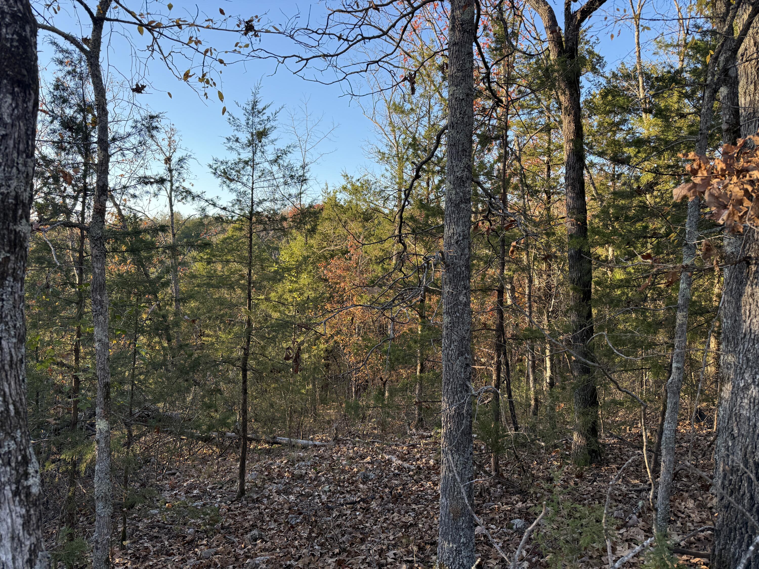 Photo 6 - Land for sale – 000  County Road 871   Thornfield, MO