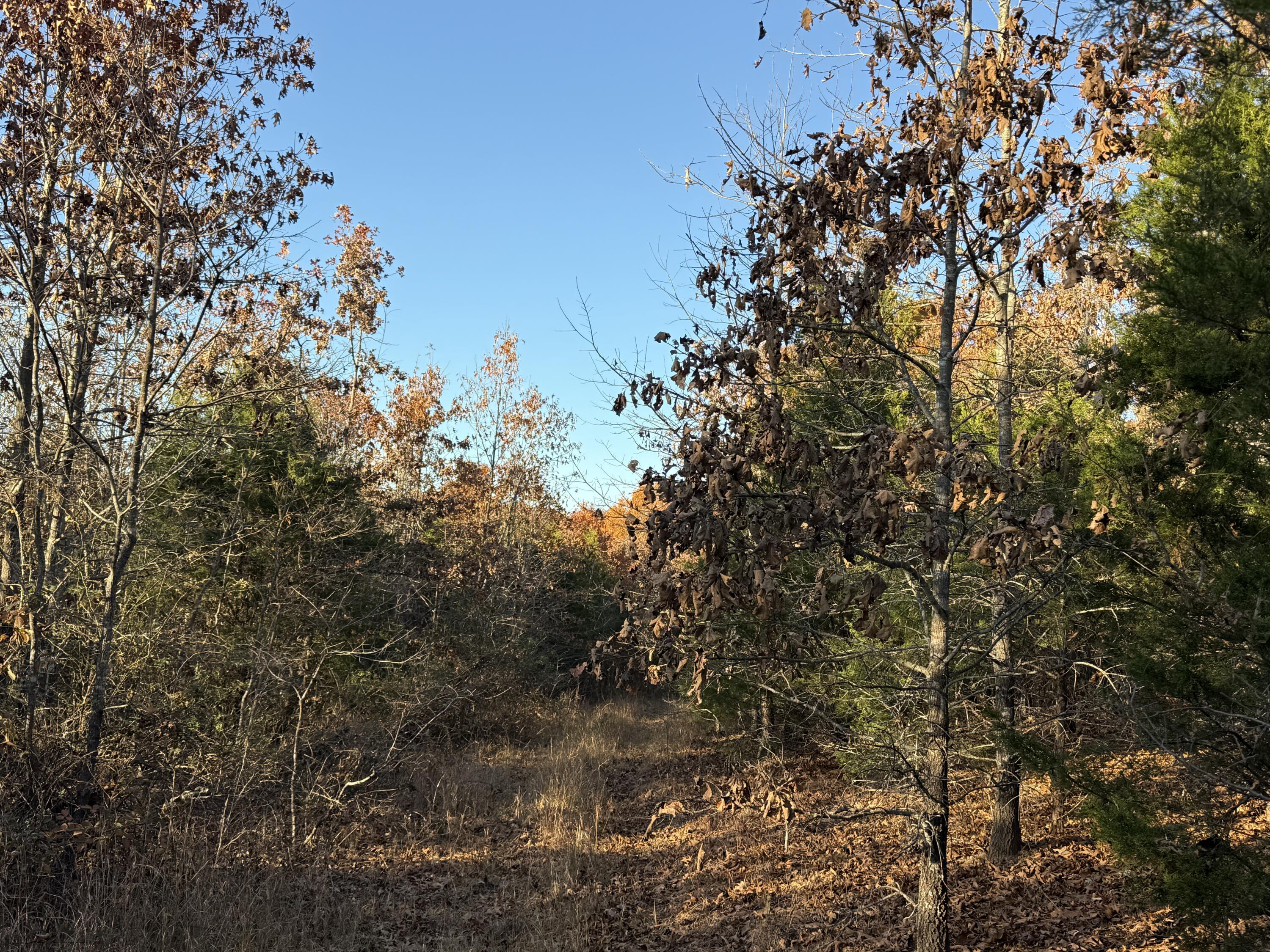 Photo 3 - Land for sale – 000  County Road 871   Thornfield, MO