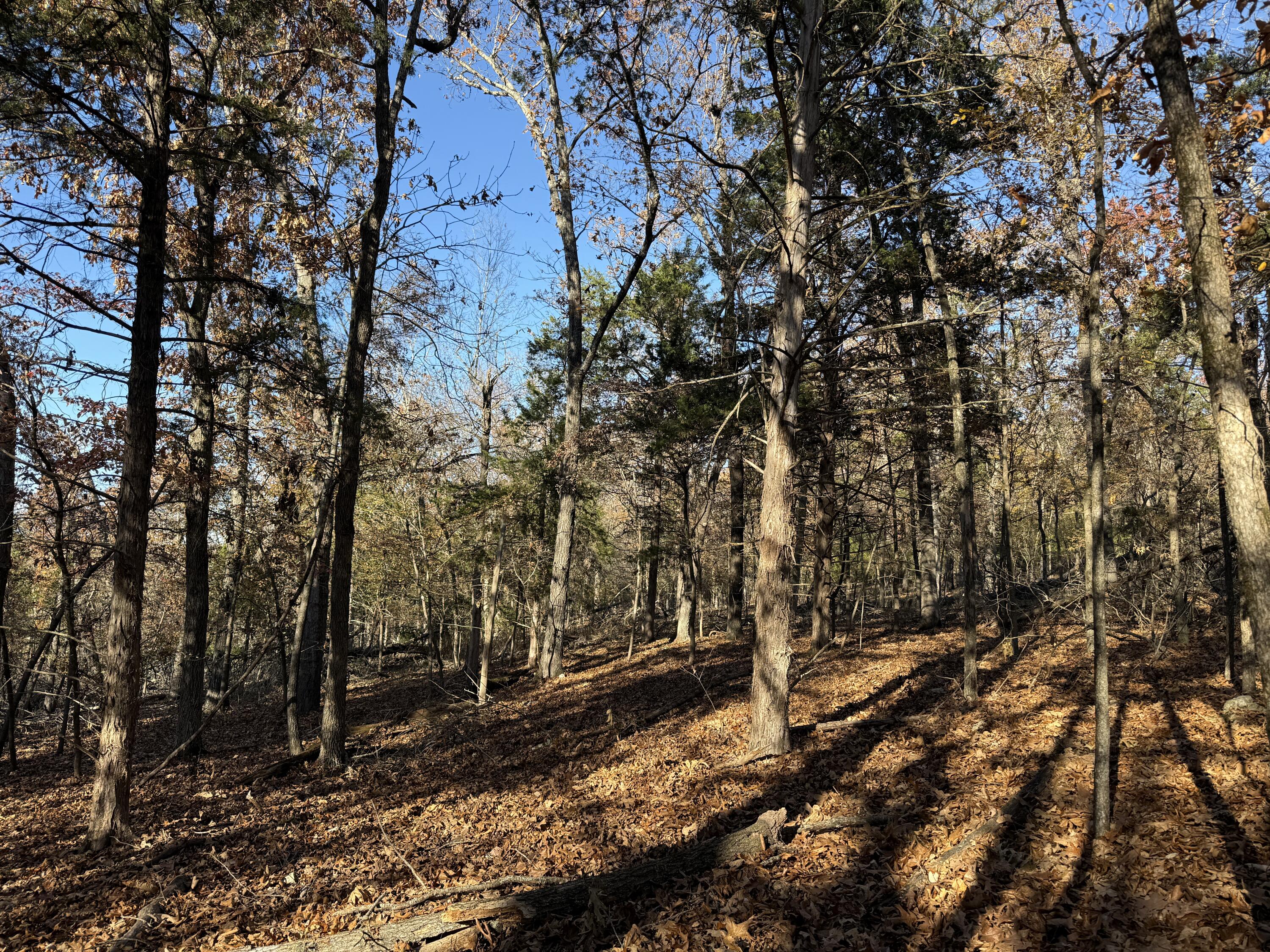 Photo 4 - Land for sale – Lot 40  Point Ct.   Theodosia, MO