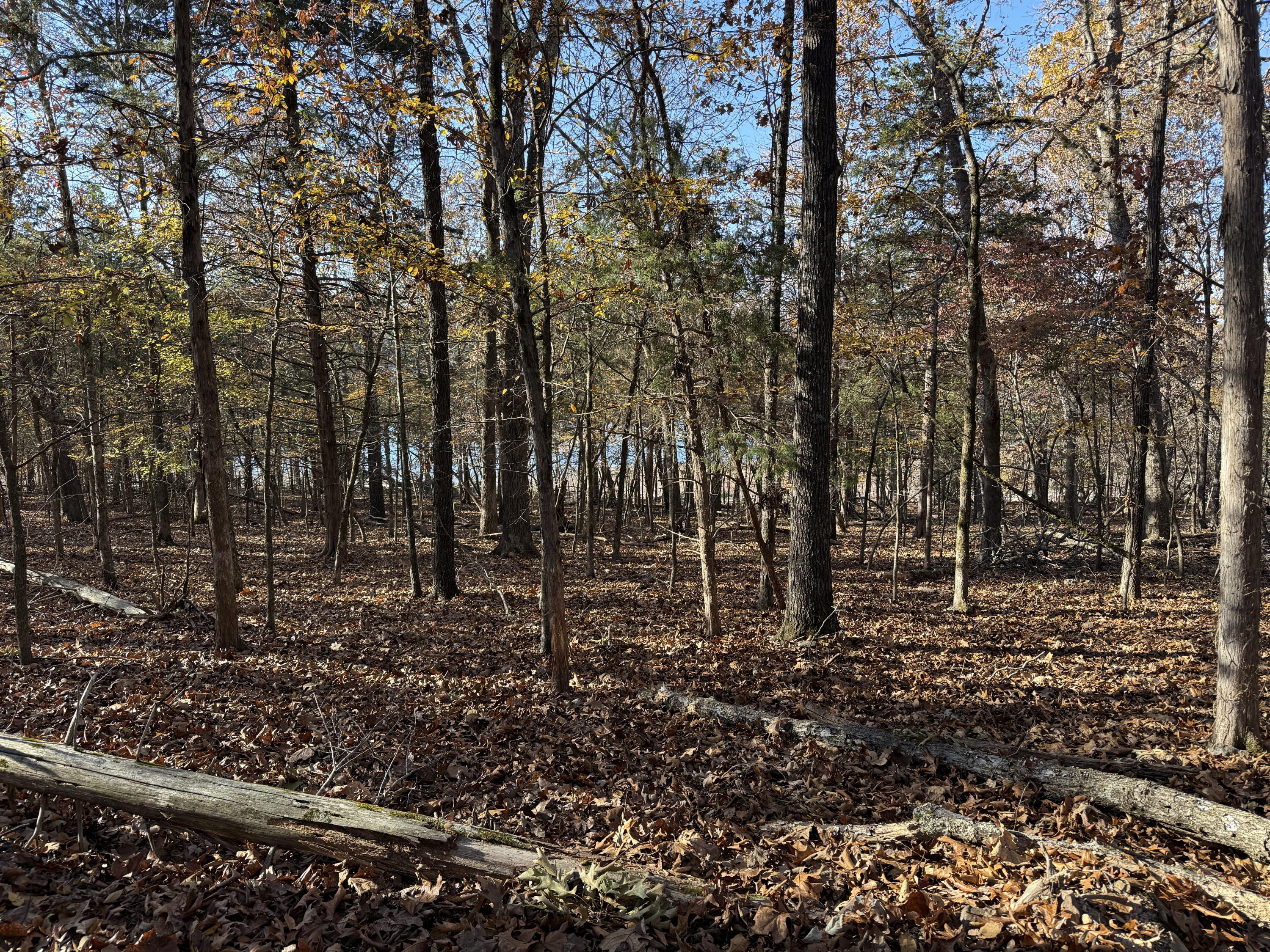 Land for sale – Lot 40  Point Ct.   Theodosia, MO