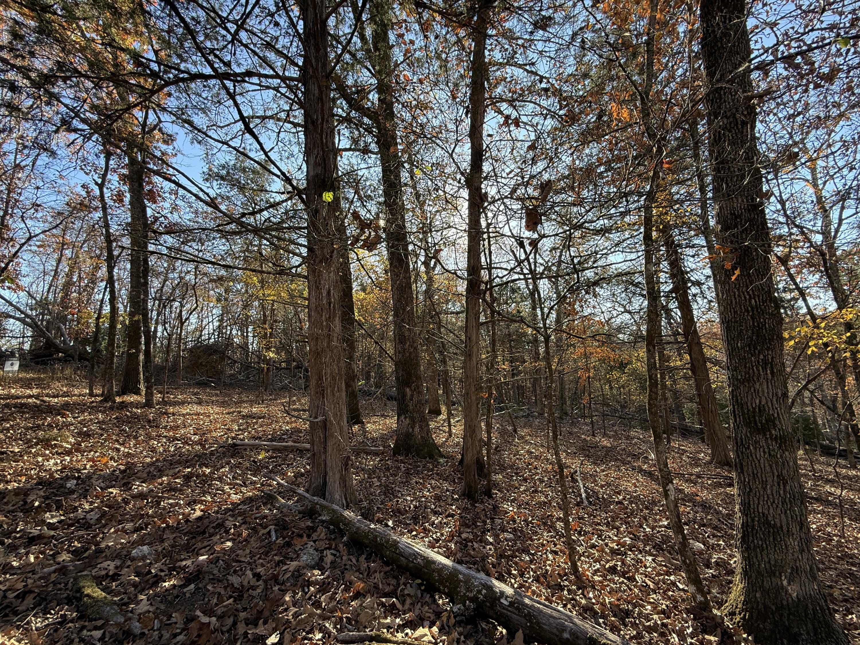 Photo 3 - Land for sale – Lot 40  Point Ct.   Theodosia, MO
