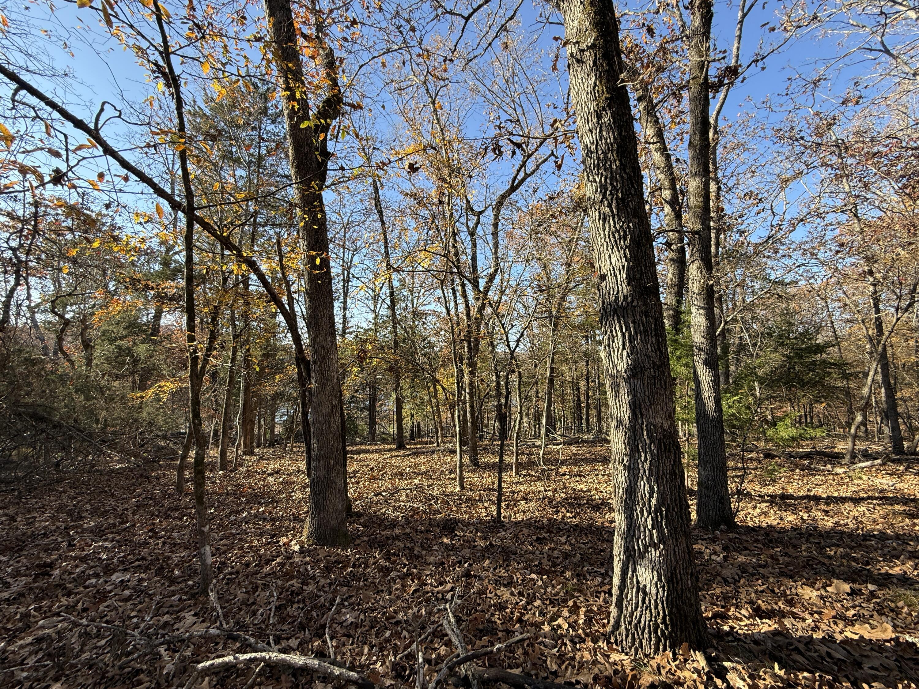 Photo 2 - Land for sale – Lot 40  Point Ct.   Theodosia, MO