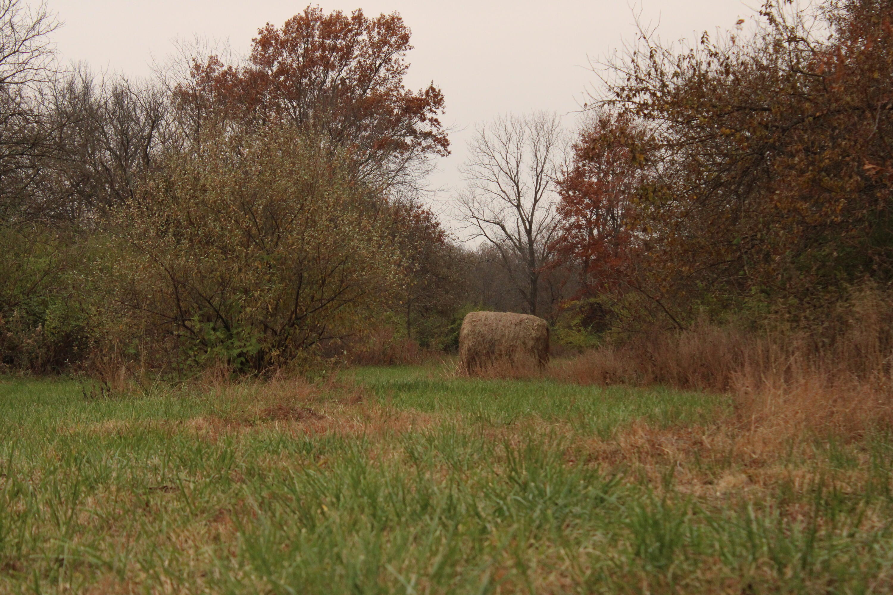 Photo 26 - Land for sale – 710 SE State Hwy Pp   Leeton, MO